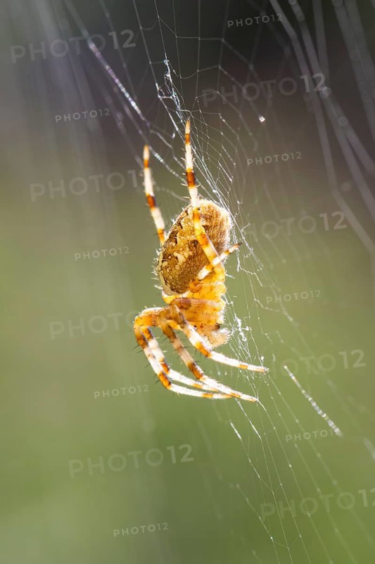European garden spider (Araneus diadematus), side view, sitting in web, Ternitz, Lower Austria, Austria, Europe
