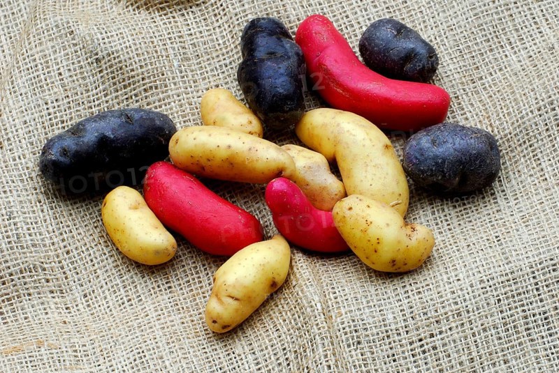 Potatoes (Solanum tuberosum) Vitelotte', 'Ollucos', 'Rat', blue French truffle potato, blue French truffle potato, original potato