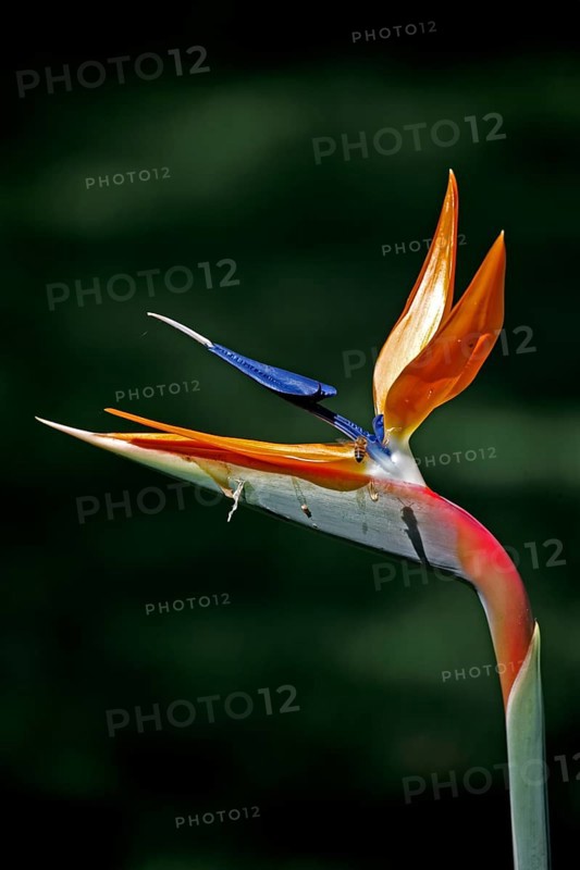 Strelitzia, Pantanal, Brazil, Bird of Paradise (Strelitzia reginae) Flower, South America