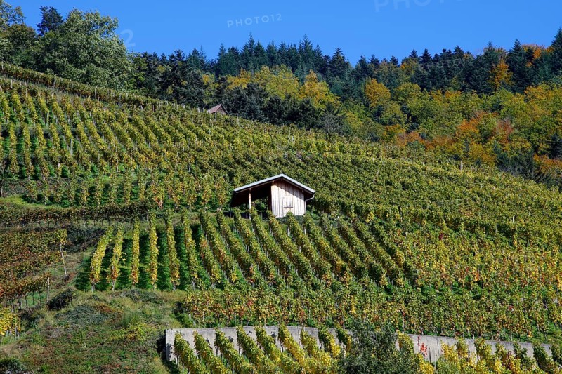 Vineyard with wooden hut, Glottertal, Black Forest, Baden-Württemberg, Germany, Europe