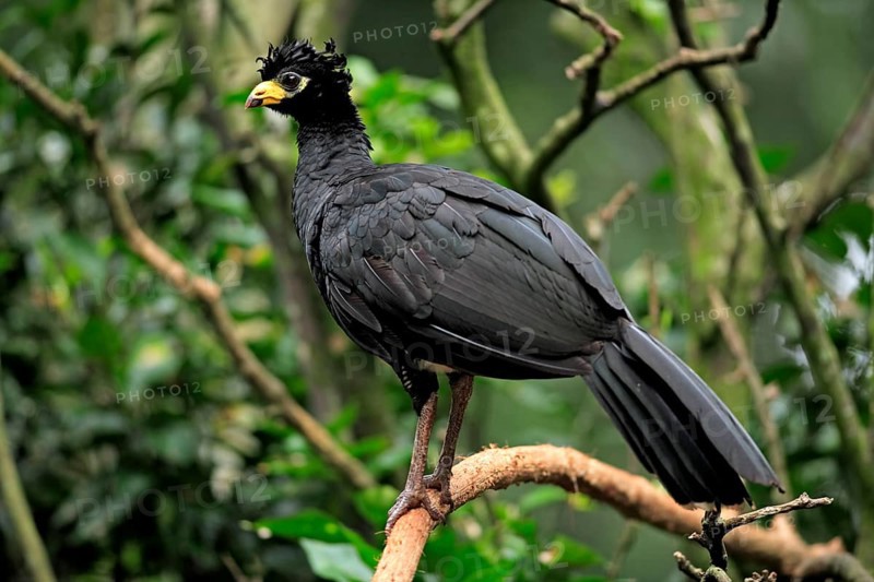 Bare-faced Curassow (Crax fasciolata), male, Pantanal, Brazil, South America