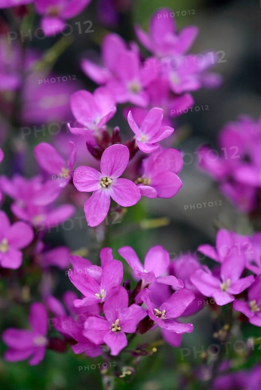 Garden rockcress (Arabis caucasica)