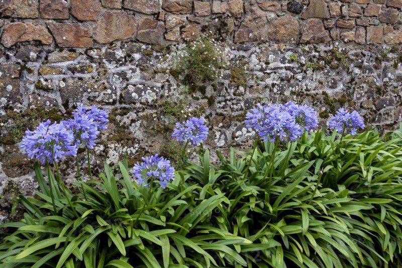 Lilies of the nile (Agapanthus) in front of a granite wall and mexican fleabane (Erigeron karvinskianus) or wall daisy, Brittany, France, Europe