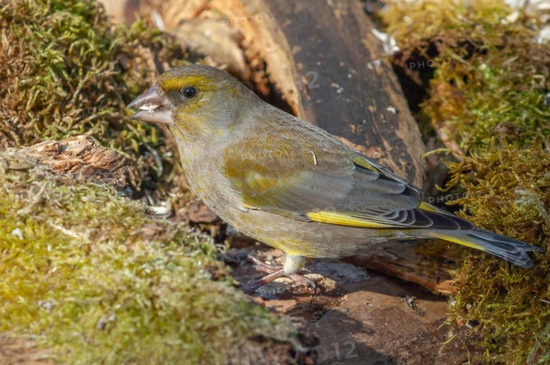 European greenfinch (Carduelis chloris) sitting in the forest. Bas Rhin, Alsace, France, Europe