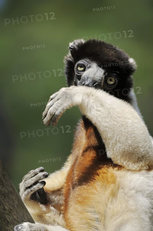 Crown sifaka (Propithecus coronatus, Propithecus verreauxi coronatus), captive, occurring in Madagascar