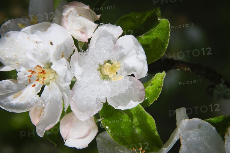 Apple blossoms on a tree in an orchard in the Eastern Ore Mountains. A cold snap led to late snowfall in the low mountain range and jeopardised numerous crops. However, snow also protects the blossoms, as it cannot get lower than zero degrees under the snow cover, Bannewitz, Saxony, Germany, Europe