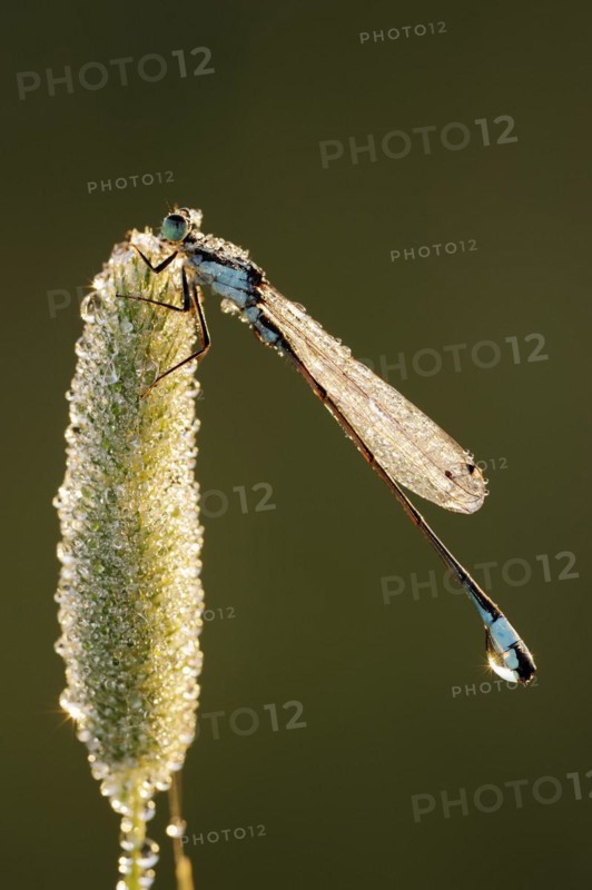 Blue-tailed damselfly (Ischnura elegans), male with dewdrops in backlight, North Rhine-Westphalia, Germany, Europe