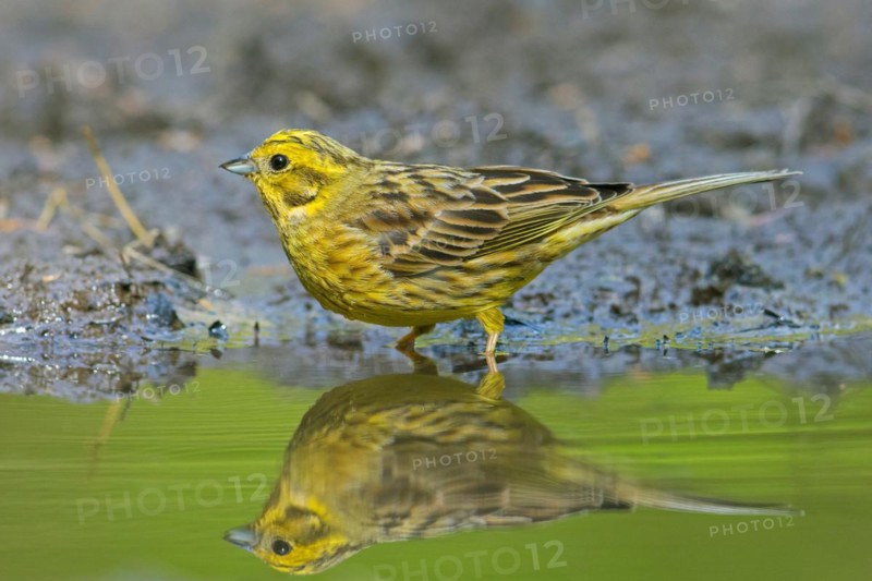 Yellowhammer (Emberiza citrinella) male drinking water from pond, rivulet in summer