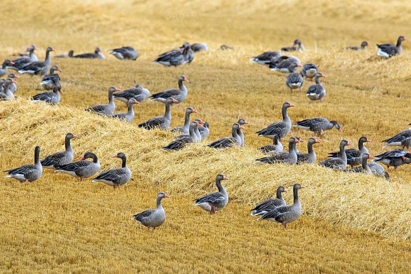 Flock of greylag geese, graylag goose (Anser anser) foraging in stubble field, stubblefield after the harvest in summer