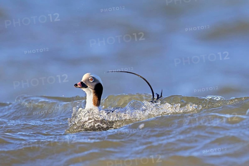 Long-tailed duck (Clangula hyemalis, Anas hyemalis) male in non-beeding plumage swimming in sea in winter