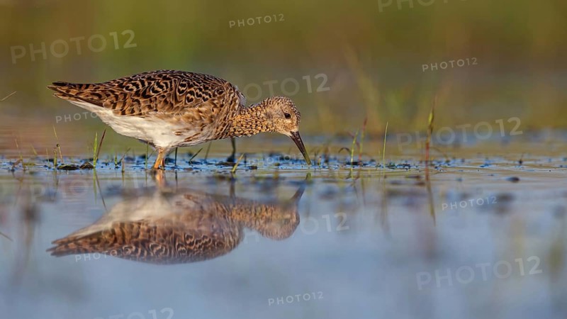 Ruff (Philomachus pugnax), female, Narew, Bialystok, Podlasie, Poland, Europe