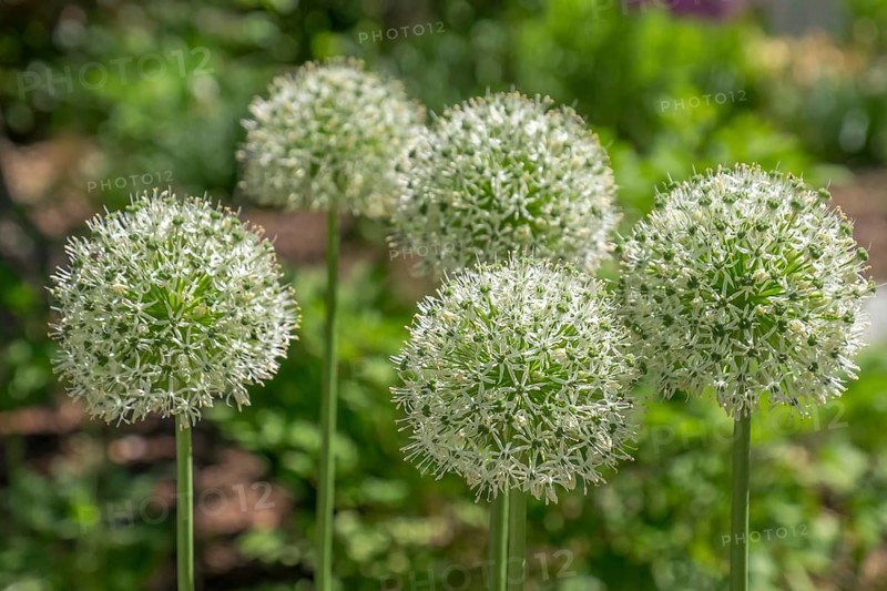 Ornamental leek (Allium sp.), flower stand, North Rhine-Westphalia, Germany, Europe