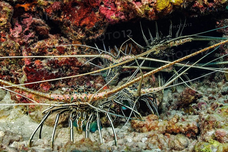 Five specimens of Long-legged long-legged spiny crayfish (Panulirus longipes) Spiny crayfish Spiny crayfish defending burrow stretch antennae towards observer, Pacific Ocean