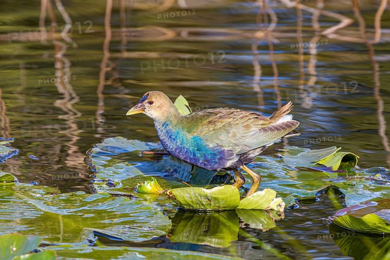 Juvenile American Purple Gallinule standing on lily pads at park in Leesburg, Florida, USA, North America