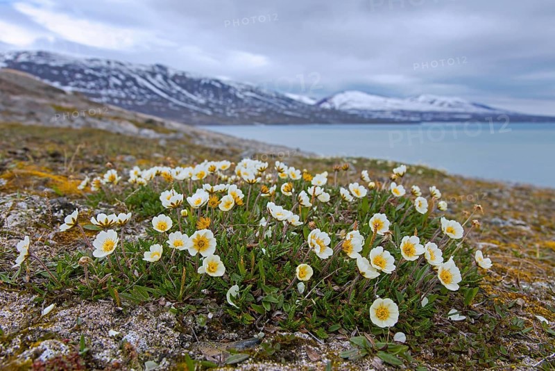 Mountain avens, eightpetal mountain-avens, white dryas, white dryad (Dryas octopetala) in flower in summer, Svalbard, Spitsbergen, Norway, Europe