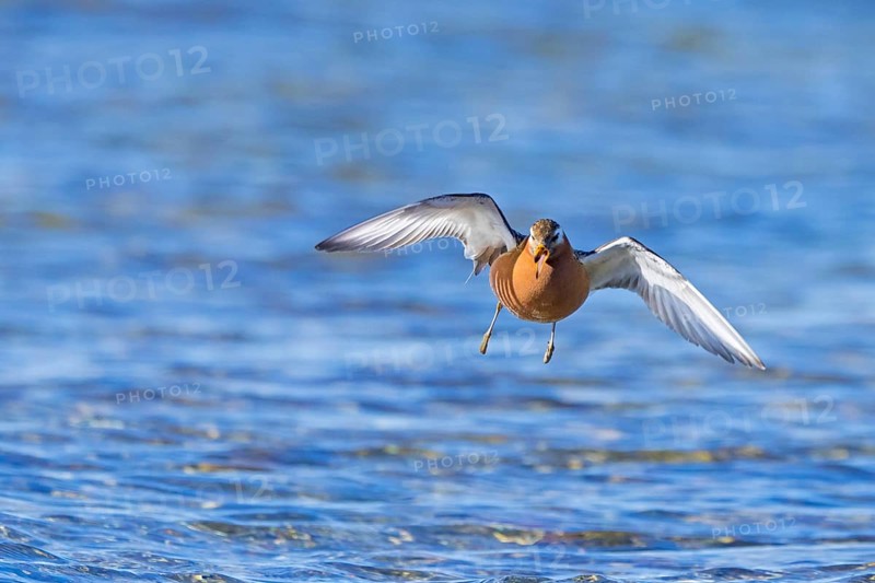 Red phalarope, grey phalarope (Phalaropus fulicarius) male in breeding plumage landing in pond while calling in spring, summer, Svalbard, Norway, Europe