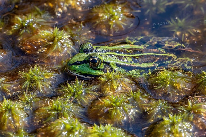 Green frog, water frog, true frog (Pelophylax spec.) in fen in moorland, heathland in summer