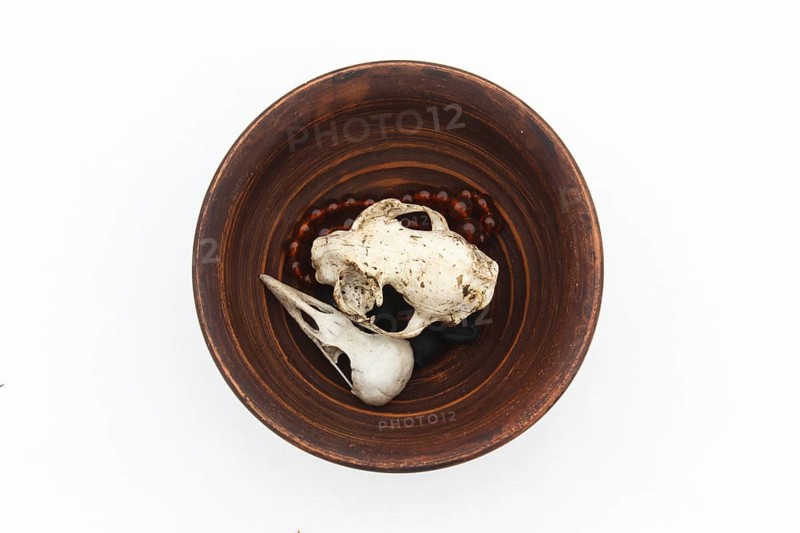 Clay plate with cat and bird skulls on white. Still life. Pagan symbols