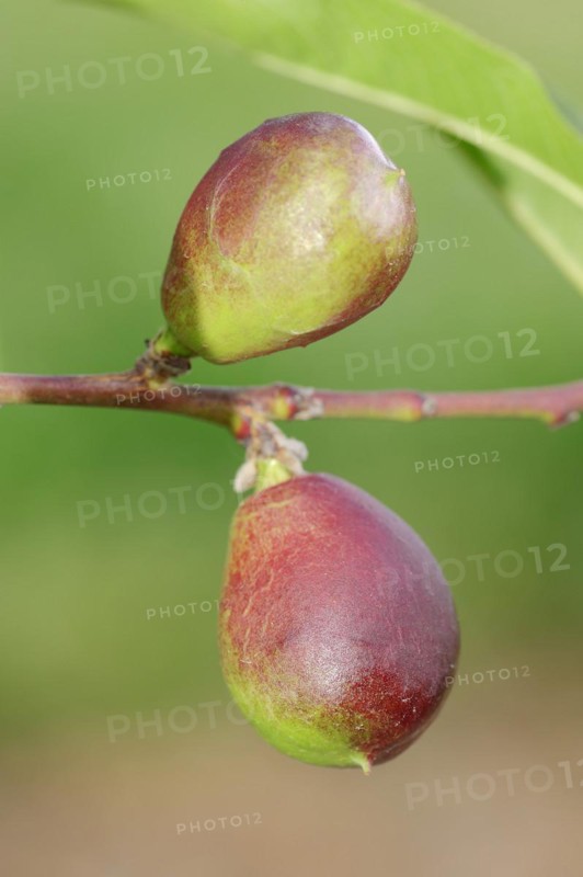 Nectarine (Prunus persica var. nucipersica), unripe fruit on the tree, Provence, southern France
