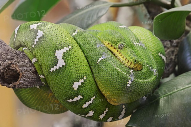 Emerald green tree boa (Corallus caninus), captive, occurrence in South America