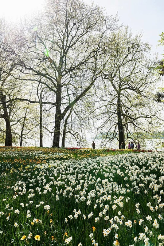 Park and flower meadow with colourful tulips and daffodils, Mainau Island, Lake Constance, Baden-Württemberg, Germany, Europe