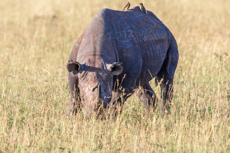 Black rhinoceros (Diceros bicornis) grazing grass in a savanna in Africa, Maasai Mara National Reserve, Kenya, Africa