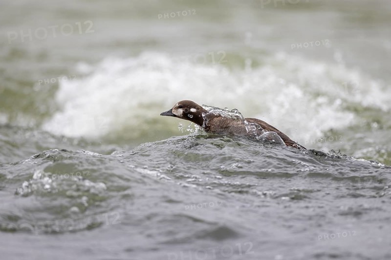Harlequin duck (Histrionicus histrionicus), female, swimming in a raging river, Laxa River, Lake Myvatn, Iceland, Europe