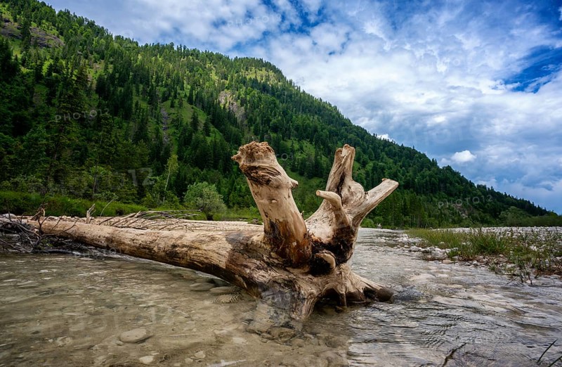 Driftwood, The Isar in the surroundings of Bad Tölz, Bavaria, Germany, Europe
