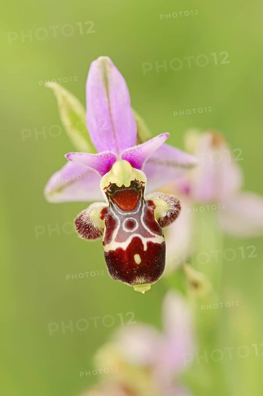 Woodcock bee-orchid (Ophrys scolopax), flower, Provence, southern France