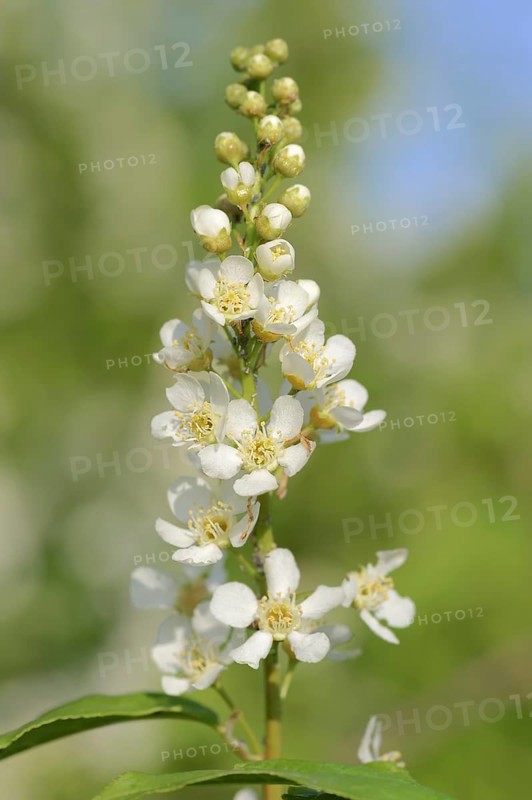 Common weeping cherry (Prunus padus, Padus avium), flowering, North Rhine-Westphalia, Germany, Europe