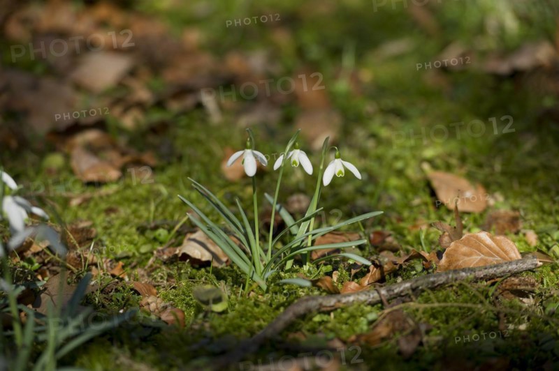 Snowdrop (Galanthus) in the forest, Kranzberg near Freising, Upper Bavaria, Bavaria, Germany, Europe