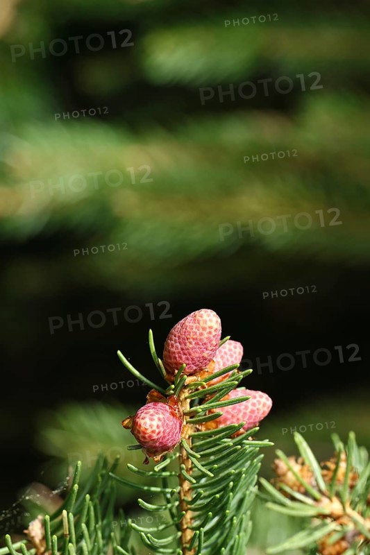 European spruce (Picea abies), inflorescence, male flower, producing pollen, Wilnsdorf, North Rhine-Westphalia, Germany, Europe