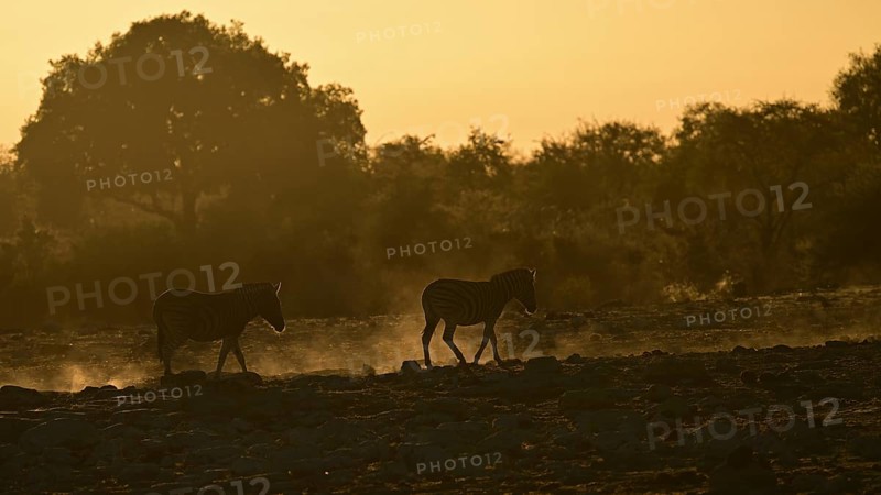 Two Burchell's zebra (Equus quagga burchellii) backlit by the rising sun walking through the dusty savannah, Etosha National Park, Namibia, Africa