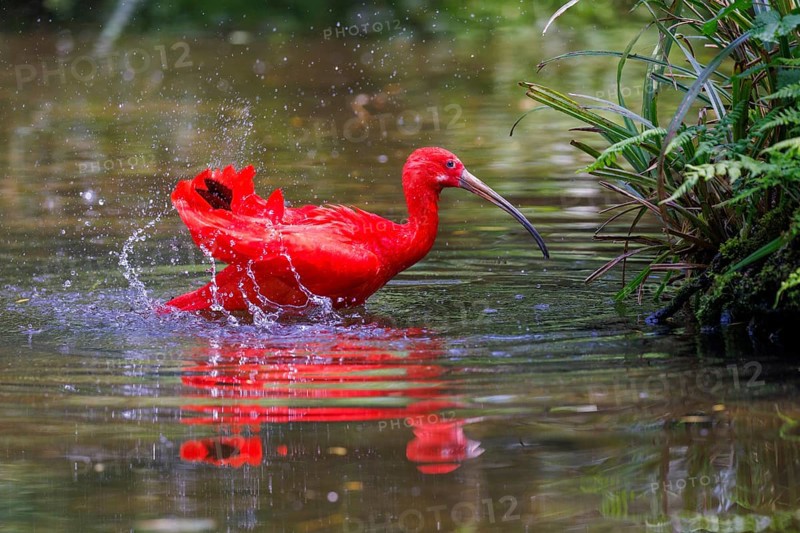 Scarlet ibis (Eudocimus ruber), Germany, Europe