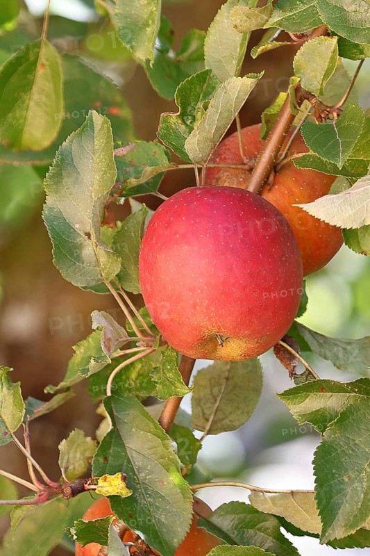 Ripe red apples hanging ready for harvest on a tree in front of a blue sky, fruit tree, orchard, North Rhine-Westphalia, Germany, Europe