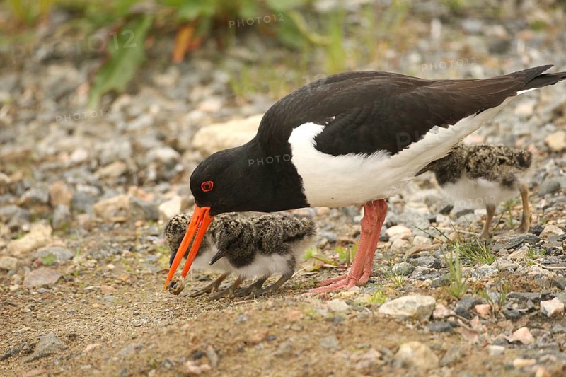 Oystercatcher (Haematopus ostralegus) adult bird bringing a captured snail to a few days old chick, Lofoten, Norway, Scandinavia, Europe
