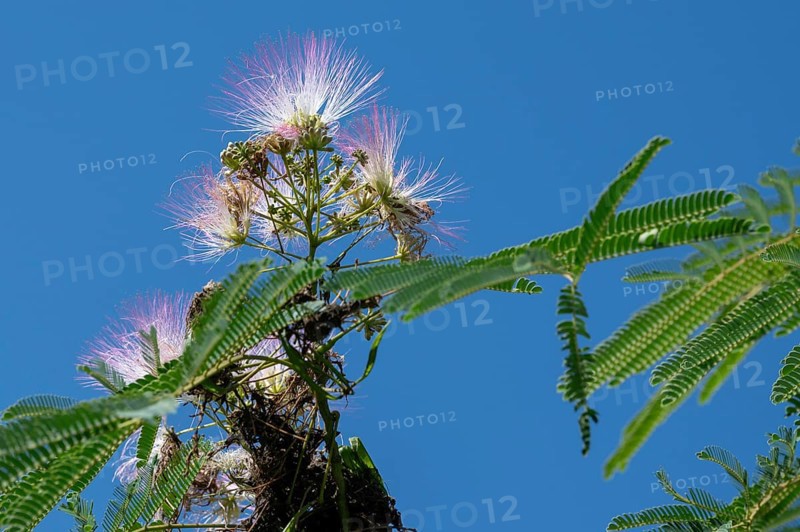 Blossoms of the bastard tamarind (Albizia julibrissin) blue sky, Baden-Württemberg, Germany, Europe