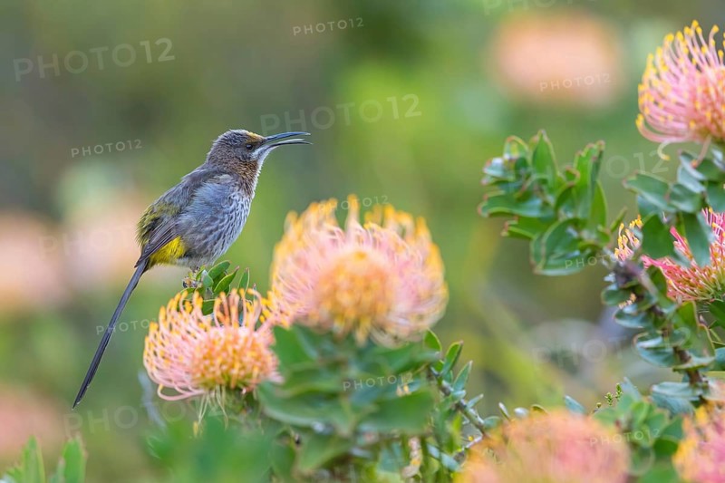 Cape sugarbird (Promerops cafer), Harold Porter National Botanical Gardens, Betty's Bay, Western Cape, South Africa, Africa