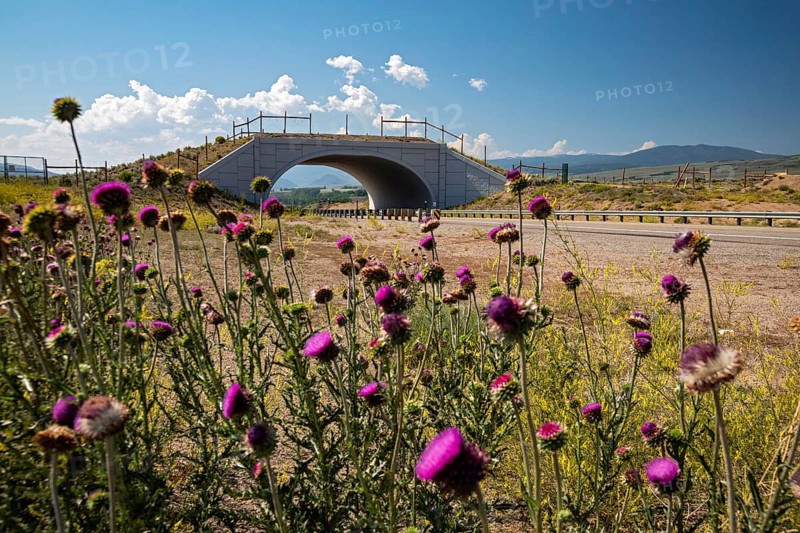 Kremmling, Colorado, A wildlife overpass that allows mule deer and other animals to safety cross Colorado Highway 9. It is one of two overpasses and five underpasses built in the area by the Colorado Department of Transportation that have reduced vehicle-wildlife collisions by 90 percent