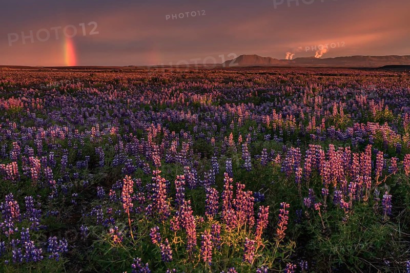 Lupines, flower meadow in midnight sun, evening light, rainbow behind, geothermal field and mountains, summer, Krafla, North Iceland, Iceland, Europe