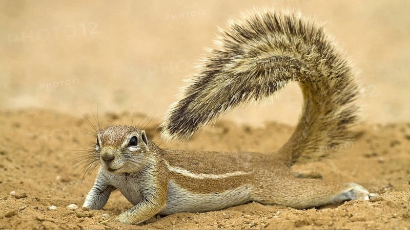 Ground squirrel in the Kalahari, South Africa, (Xerus inauris), Africa