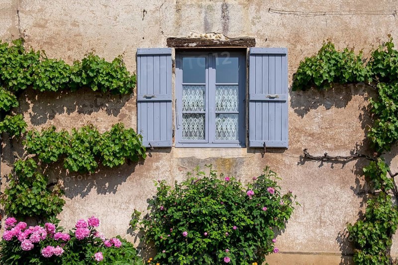 Rustic house wall with blue shutters, surrounded by blooming ivy and pink flowers, Burgundy, France, Europe