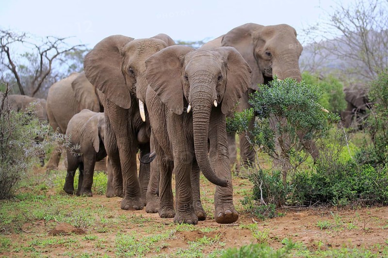 African elephant (Loxodonta africana), group, herd, foraging, Hluhluwe Umfolozi National Park, Hluhluwe iMfolozi National Park, KwaZulu Natal, South Africa, Africa