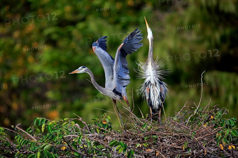 Canada Heron (Ardea herodias), adult pair soaring at the nest, Wakodahatchee Wetlands, Delray Beach, Florida, USA, North America