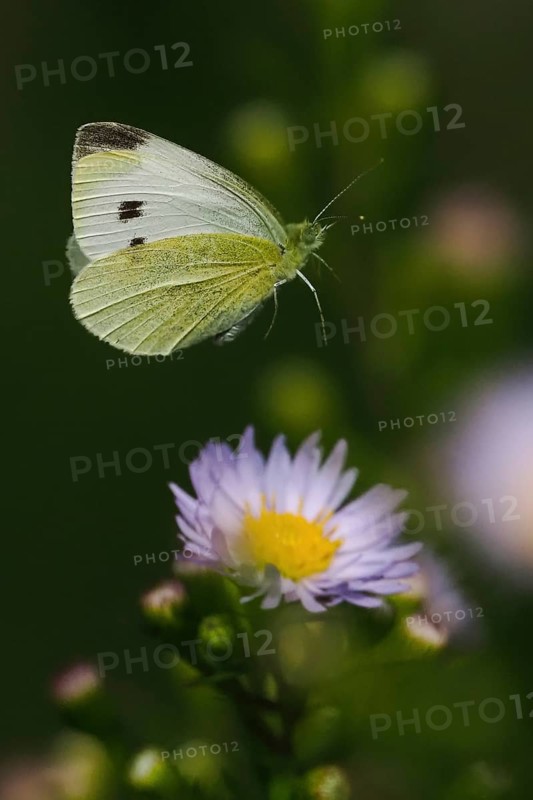 A Small white (Pieris rapae) flies over a purple flower in a green, calm background, Hesse, Germany, Europe