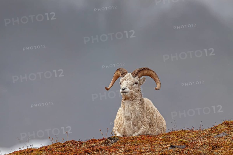 Dall sheep, Alaska snow sheep, Ovis dalli, lying in front of snowy mountains, frontal, Brooks Range, Alaska, USA, North America