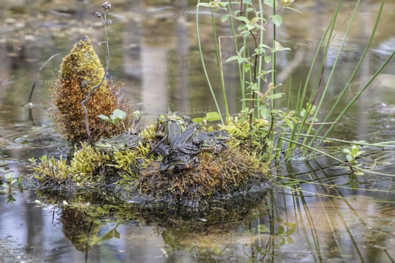 Green frogs (Pelophylax esculentus), Emsland, Lower Saxony, Germany, Europe