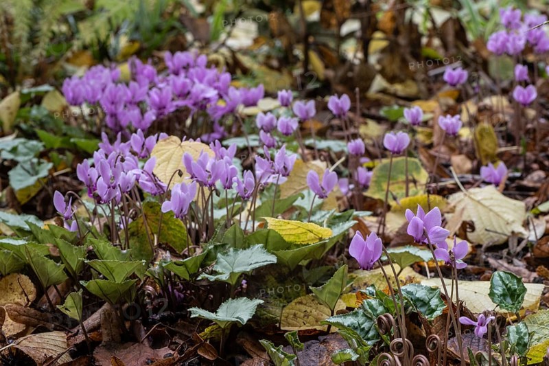 Autumn cyclamen (Cyclamen hederifolium), Berggarten Hannover, Lower Saxony, Germany, Europe