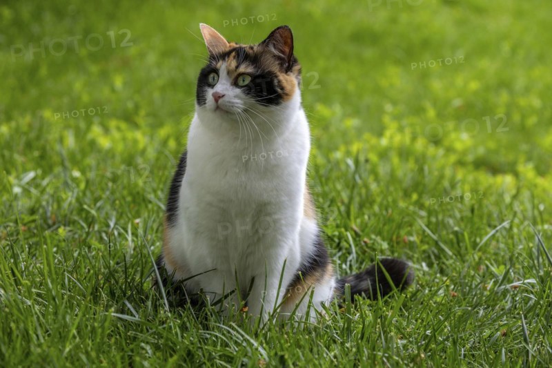 Cat, European Shorthair, felidae (Felis catus), tricoloured, sitting in the grass, Baden-Württemberg, Germany, Europe
