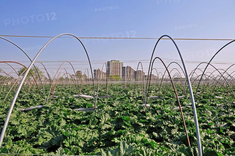 Vegetable growing, behind it the high-rise apartment blocks KölnBerg, a socially deprived neighbourhood in the Meschenich district of Cologne, North Rhine-Westphalia, Germany, Europe